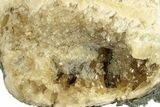 Fossil Clam (Mercenaria) - Ruck's Pit, FL #264739-2